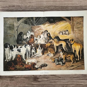 Op de afbeelding: Een kleurenprint in vintage-stijl met de titel "OUR DOGS", met een grote groep verschillende hondenrassen verzameld in een schuur met hooi. De illustratie toont honden van verschillende groottes, kleuren en vachtpatronen, gerangschikt in een drukke binnenruimte.