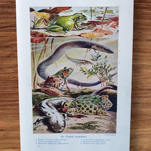 Original 1915 Antique Amphibians & Reptiles Book Print Picture , Tree Frogs Wall Art Gift , Frog Tadpole , Hellbender , Congo Snake , Frog