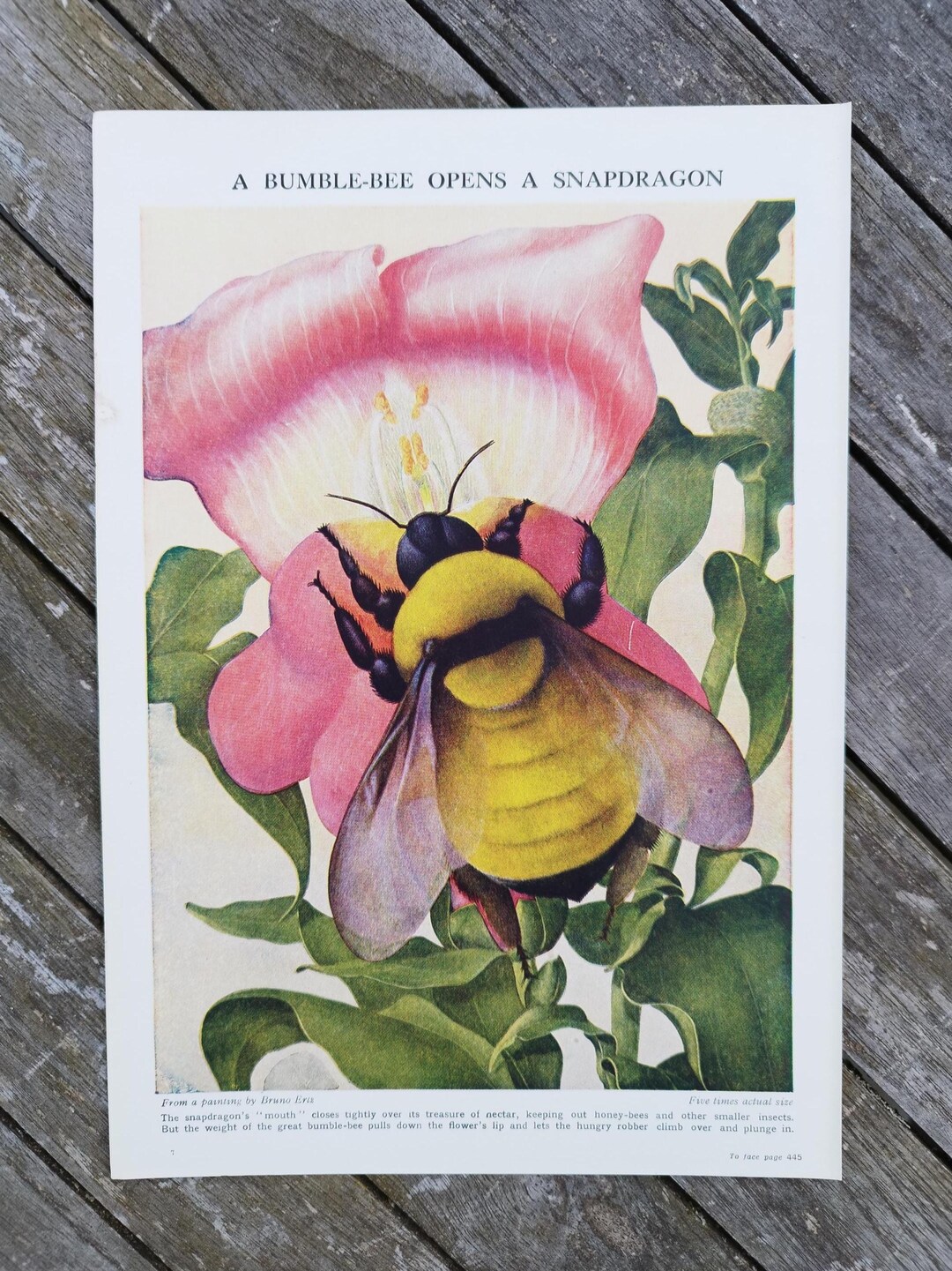Original Vintage 1950s Honey Bee on a Snapdragon Book Print Picture ...