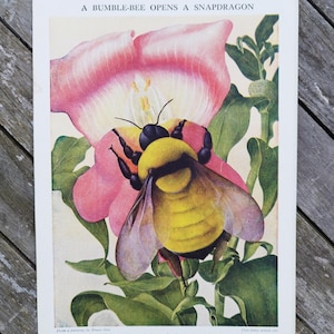1950s Honey Bee Snapdragon Print: Vintage Book Illustration