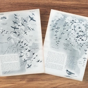 Original Vintage 1950er Zugvögel und Tiere Karte Chart Buch Druck Bild, Wanderung der Schmetterlinge Lachse Lemminge und Aale Wandkunst