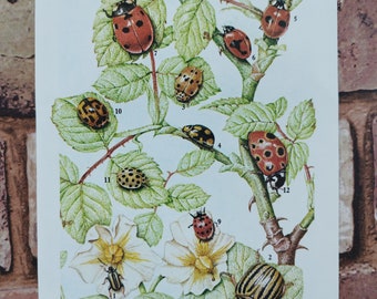 Vintage 1960s Ladybird & Beetles Book Print Illustration Picture , British Ladybirds and British Insects Wall Art Gift , Ladybugs Spots