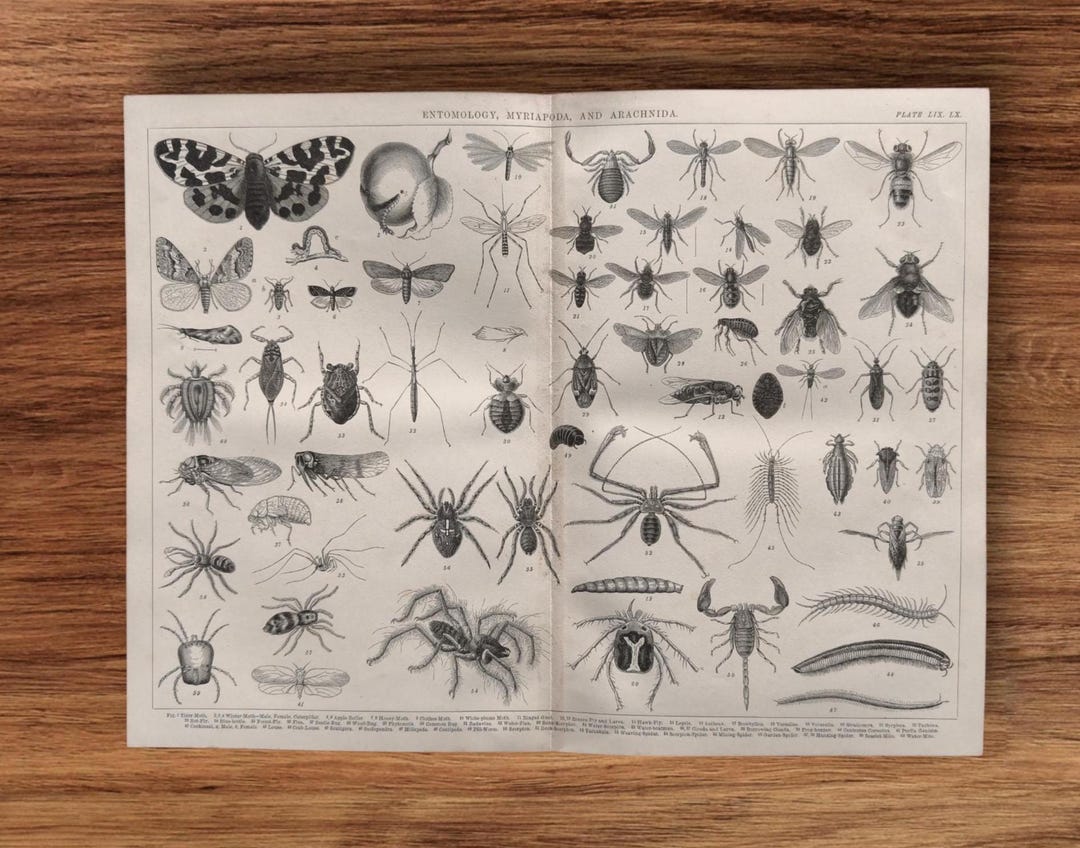 Victorian Insect Science Original Antique 1876 Victorian Insects Book Print Picture , Arachnida ...