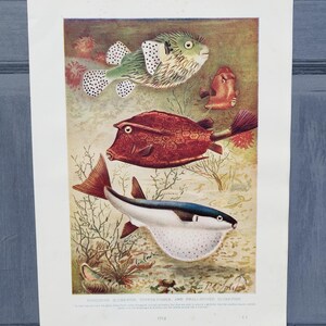 May include: Vintage print featuring three colorful fish: a green porcupine globe-fish, a red copper-fish, and a white and black small-spined globe-fish. The illustration includes aquatic plants and the text "PORCUPINE GLOBE-FISH, COPPER-FISHES, AND SMALL-SPINED GLOBE-FISH".