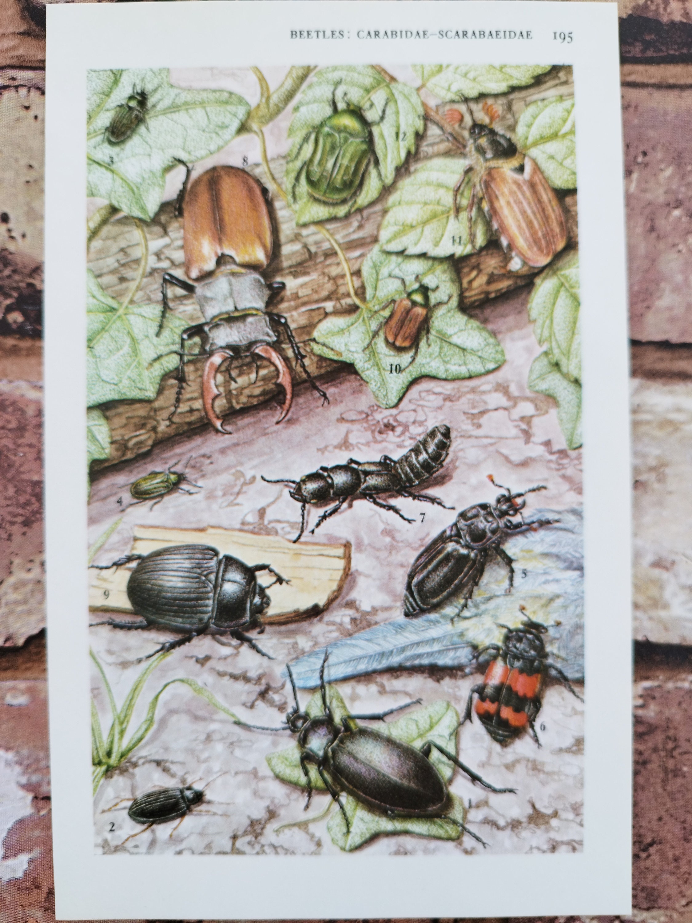 Vintage 1960s Types of British Insect Garden Beetles Print Picture ...