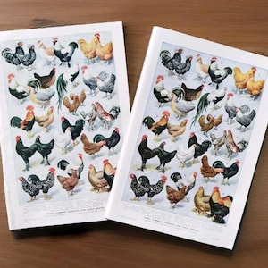 Pair Antique 1920s British and Foreign Breeds of Fowl Poultry Chickens Hens Book Print Picture Lithographs , Fancy Chicken Breed Wall Art