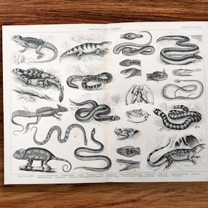 May include: A vintage print featuring detailed illustrations of various serpents and lizards. The black and white drawings showcase different species, including snakes and lizards, with scientific labels. The print is on a slightly aged paper.
