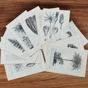 Set di stampe antiche di libri vittoriani del 1870 su fauna e flora preistoriche, litografie, illustrazioni di piante e alberi estinti, arte effimera