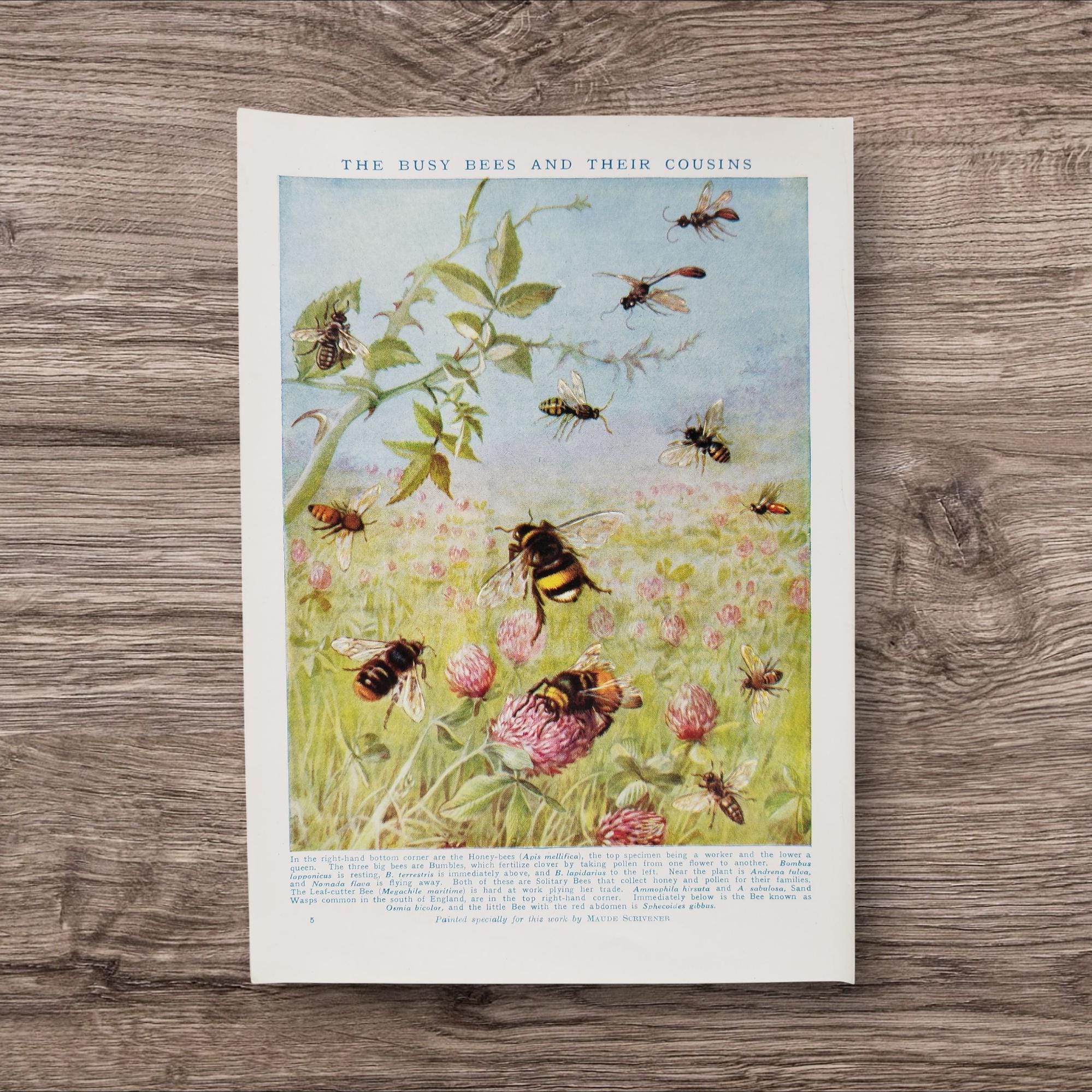 Vintage 1950s Bee Print Book Picture Lithograph : Honey Bees , Wasps ...