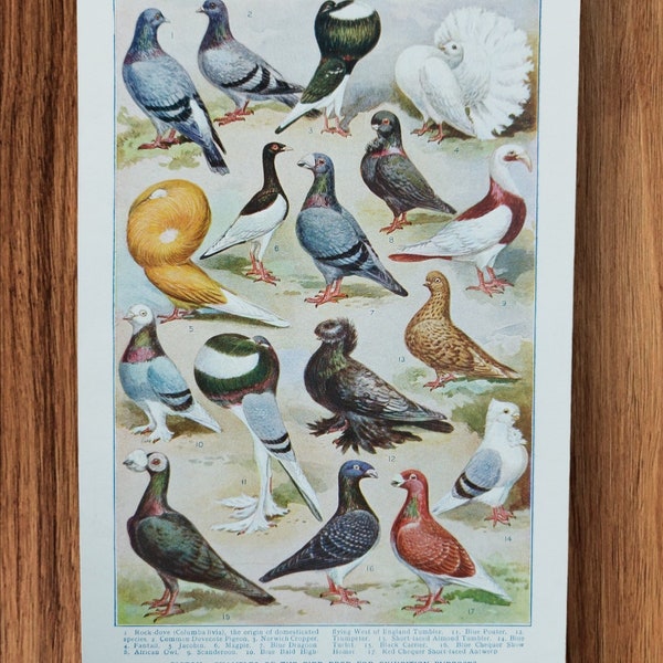 Vintage des années 1920 Pigeon Fanciers impression lithographie Types races de pigeons d'exposition couleur oiseau de compagnie photo - cadeau d'art fantaisie pour amateur de pigeons