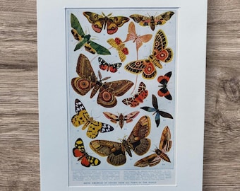 Original Vintage 1950s Moth Book Print Picture Illustration : Tropical Moths in A4 Mount , Ready to Frame , Lepidoptera Wall Art Gift