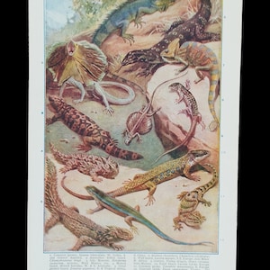 Vintage 1930s Lizards Book Print Picture , Exotic Reptiles Lovers Wall Art Gift , Iguanas , Flying Dragon , Chameleons , Lizard , Monitors image 3