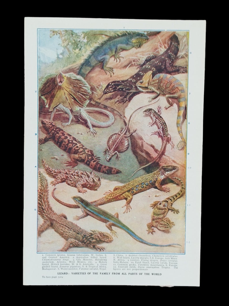 Vintage 1930s Lizards Book Print Picture , Exotic Reptiles Lovers Wall Art Gift , Iguanas , Flying Dragon , Chameleons , Lizard , Monitors image 3