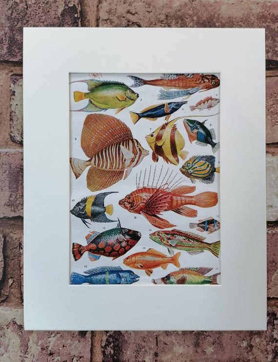 熱帯魚　図鑑　洋書　ディスカス　南アメリカ　魚　Fish Aqualog 淡水魚 熱帯魚 図鑑 洋書 ディスカス 南アメリカ 魚 Fish Aqualog 淡水魚