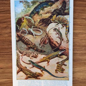 Stampa cromolitografica originale del libro di rettili e lucertole degli anni '30 - Immagine raffigurante rettili, iguane, gechi, varano acquatico, scinco, drago volante.