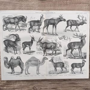 Puede incluir: Una impresión vintage con ilustraciones detalladas de ungulados, incluyendo ciervos, antílopes y un camello. Los dibujos en blanco y negro muestran a los animales en diferentes poses, algunos representando estructuras esqueléticas. La impresión está en papel envejecido.
