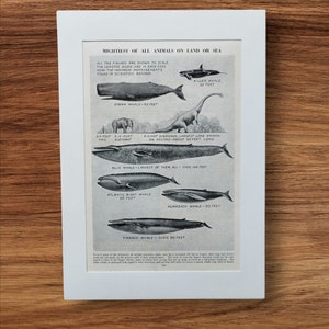 Stampa di un libro vintage degli anni '50 raffigurante balene e dinosauri, i più grandi mammiferi terrestri e marini, balene azzurre e megattere Diplodocus, montate su cartoncino bianco