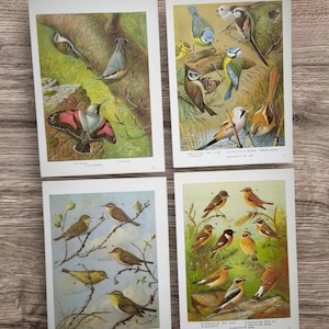 Set di 4 stampe vintage degli anni '60 di uccelli selvatici britannici, tra cui Cinciarella, Cincia codalunga, Picchio muratore, Luì piccolo e Silvide.