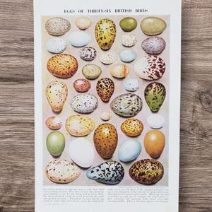 Original Vintage British Bird Eggs Book Print Picture , Birds of Britain Egg Identification Oology Wall Art Décor Gift , Egg Collecting Art