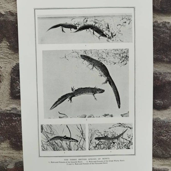 Die drei britischen Arten von Molch antike Buchseite Fotografie Lithographie Glatter großer warziger Palmolch Diagramm Kunstdruck für die Gestaltung