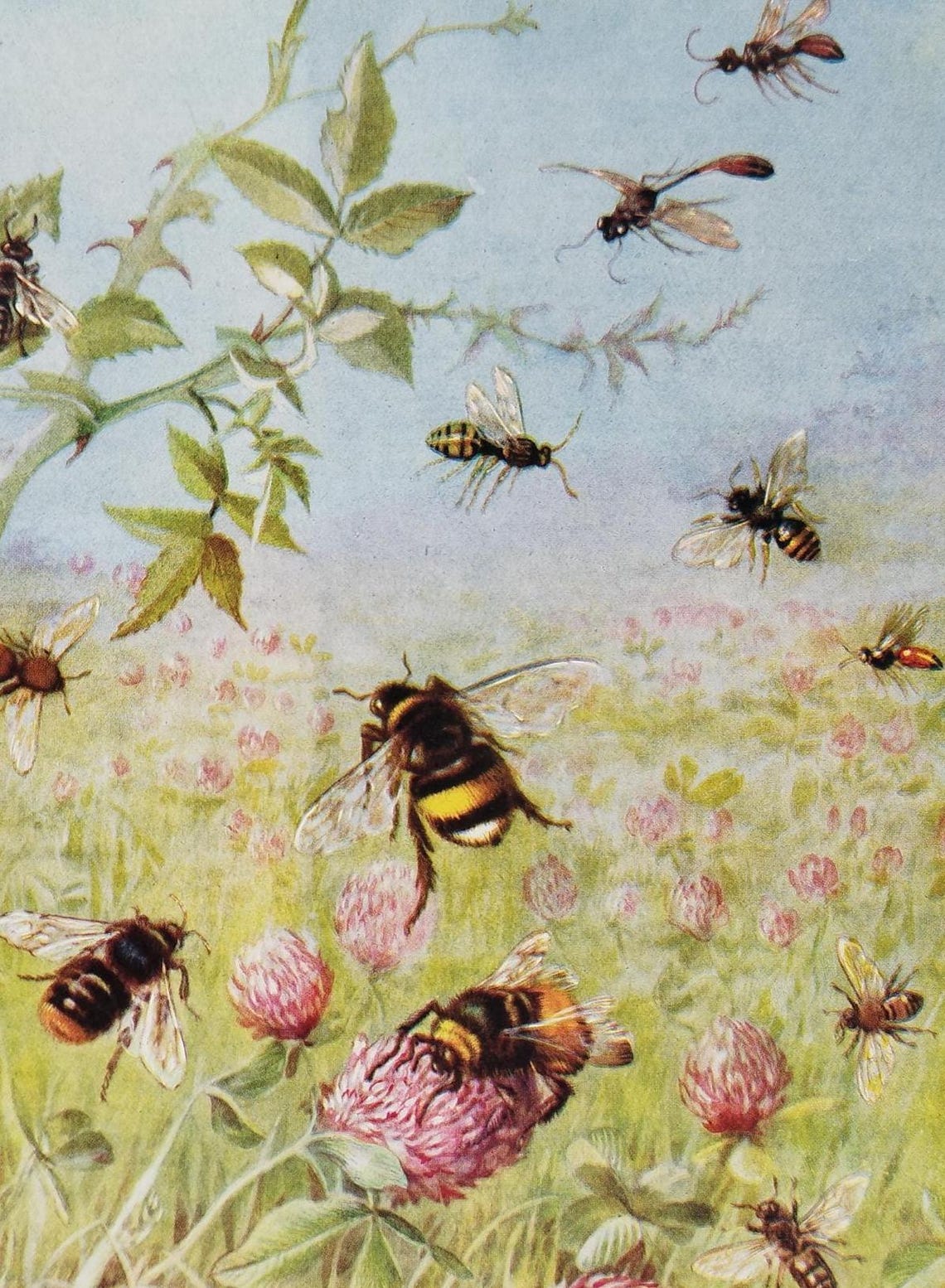 Vintage 1950s Bee Print Book Picture Lithograph : Honey Bees , Wasps ...