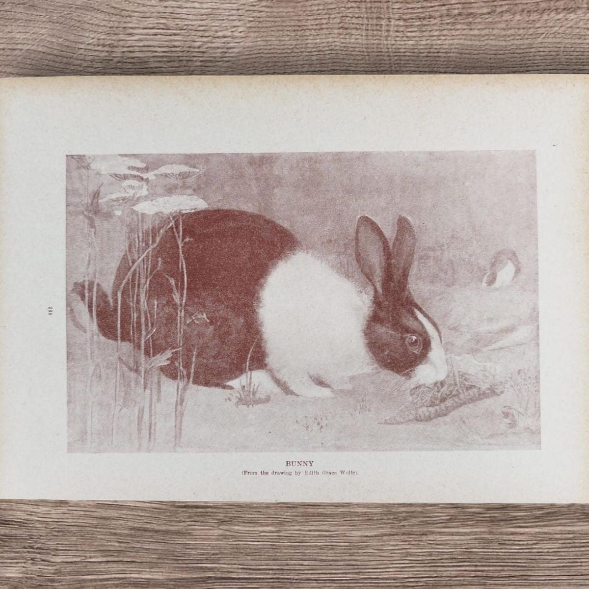 Original Antique 1910 Dutch Pet Rabbit Eating a Lettuce Leaf Book Print Picture Lithograph by Edith Grace Wolfe , Bunny Rabbits , Hollander - Etsy