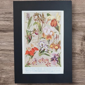 Antike seltene und gewöhnliche blühende Orchideen 1920er Jahre Buchdruck Bild in A4-Passepartout, Orchidee Blumen Pflanzen Sorten Bild Geschenk fertig zum Rahmen