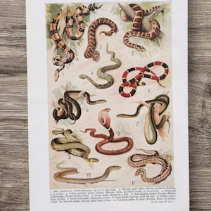Vintage 1950s Snakes , Harmless , Venomous and Crushing Snake Book Print Picture , Boa Constrictor , Puff Adder , Rattlesnake Wall Art Gift