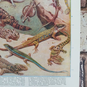Vintage 1930s Lizards Book Print Picture , Exotic Reptiles Lovers Wall Art Gift , Iguanas , Flying Dragon , Chameleons , Lizard , Monitors image 5
