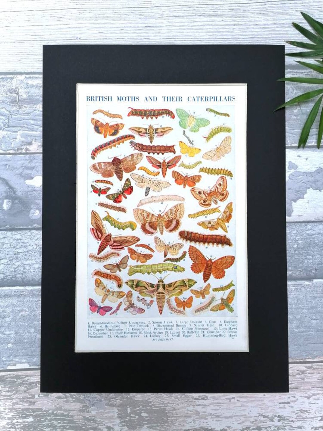 Original Vintage British Moths and Caterpillars Print A4 Mounted Moth ...