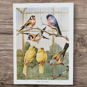 Original Antikes Vogelhaus 1920er Vogelhaus Song Birds Buchdruck Bild, Kanarienvogel, Buchfink, Stieglitz, Gimpel Kakadu Vogel Kunst Geschenk Albert Kaye