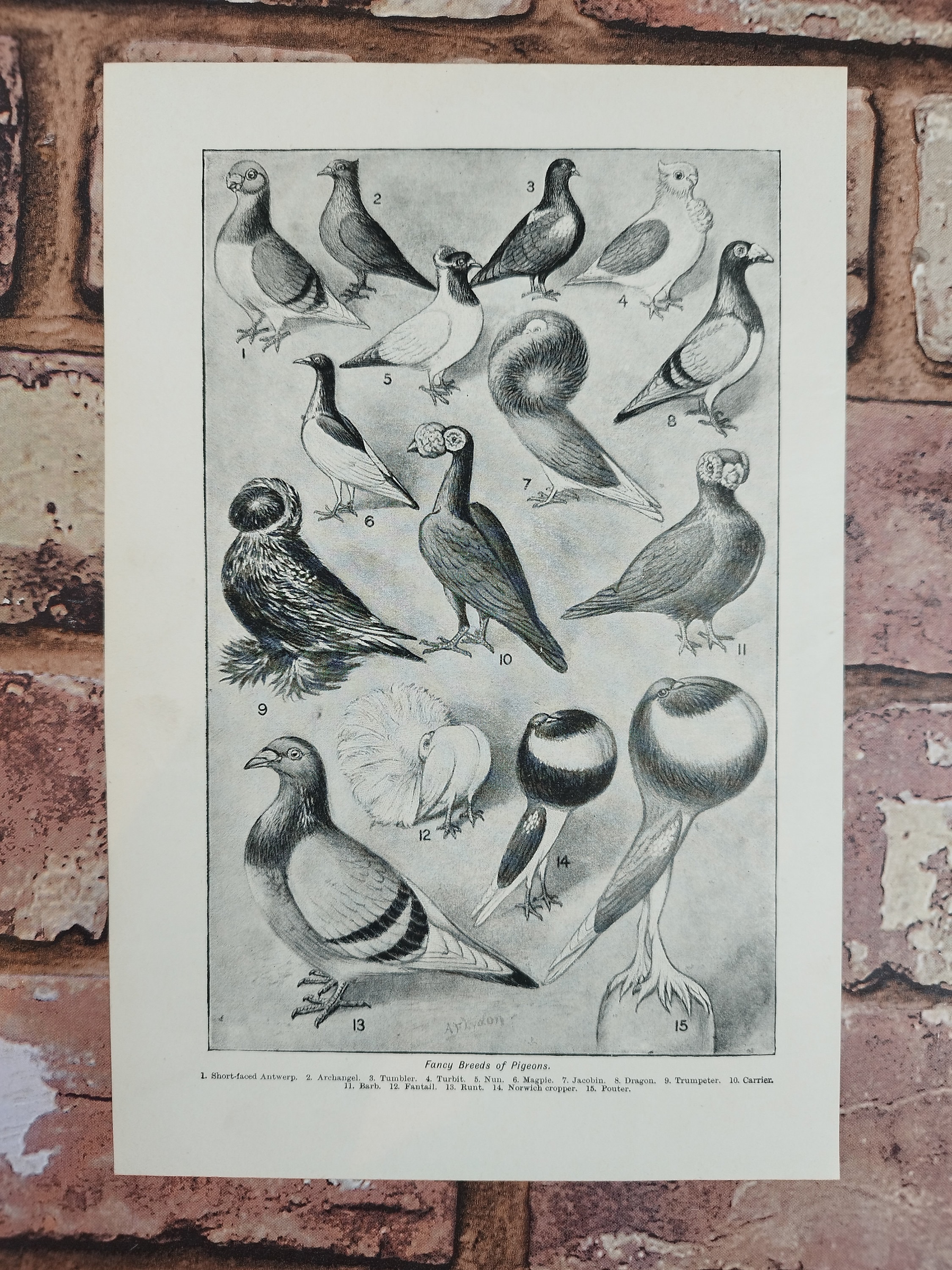 Can Archangel Pigeons Eat Fruit?: Nutritional Insights 4 Can Archangel Pigeons Eat Fruit?: Nutritional Insights