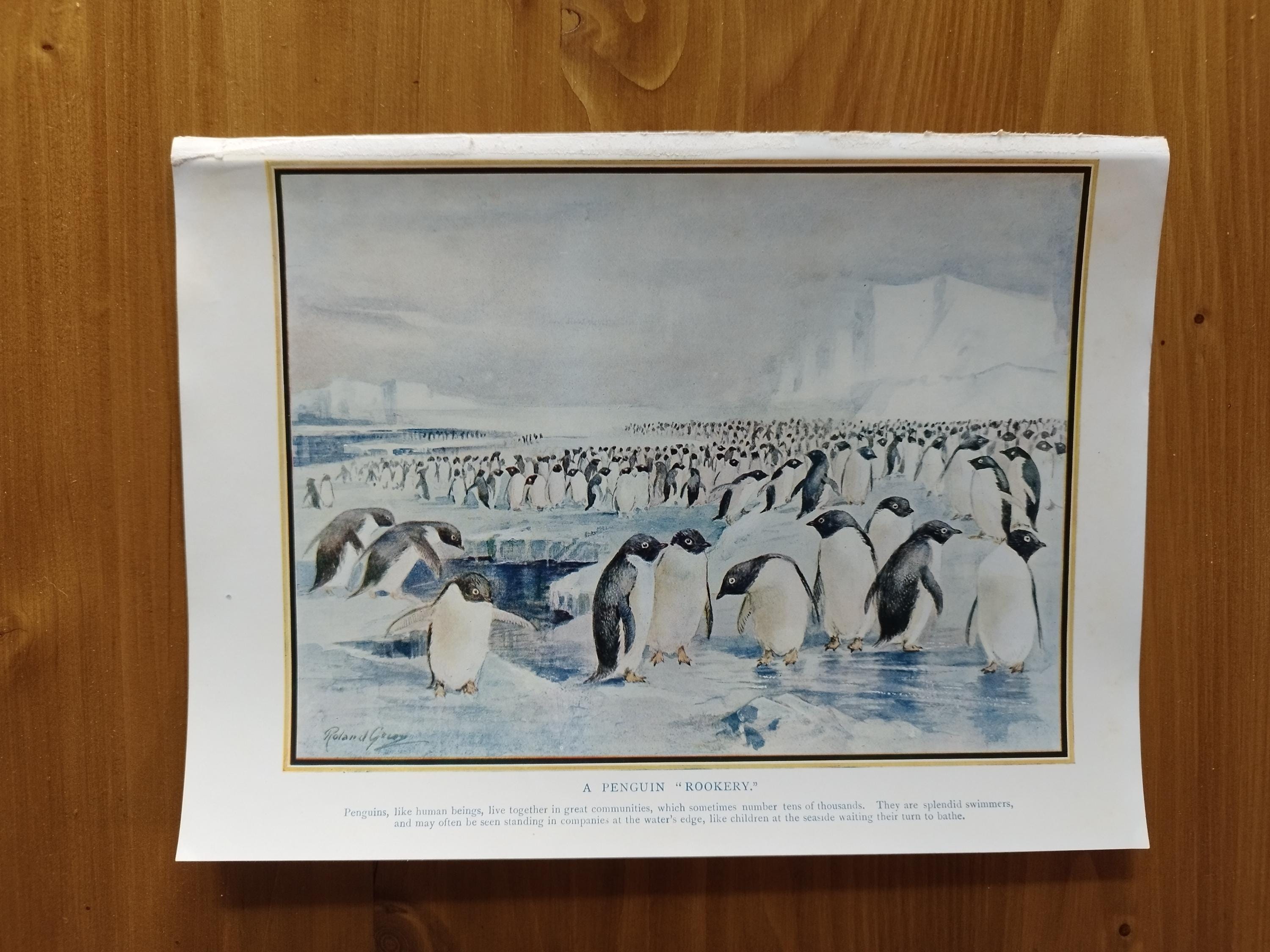 Stormbandpinguïn - Feiten, Dieet, Leefomgeving \u0026 Foto's op Animalia.bio, image size:3000x2250