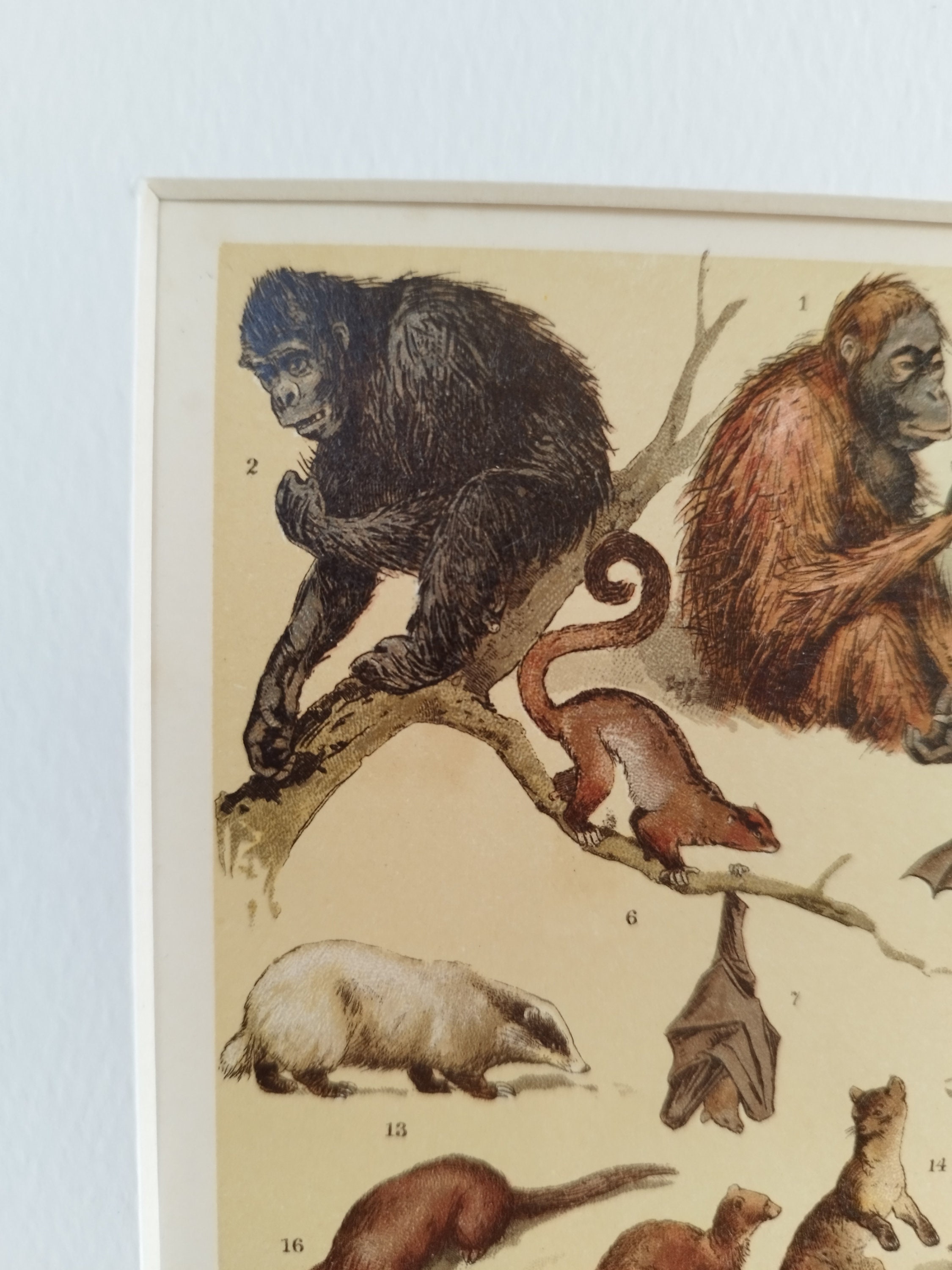 Pair of Antique 1906 Natural History Animals Mammals Book Print