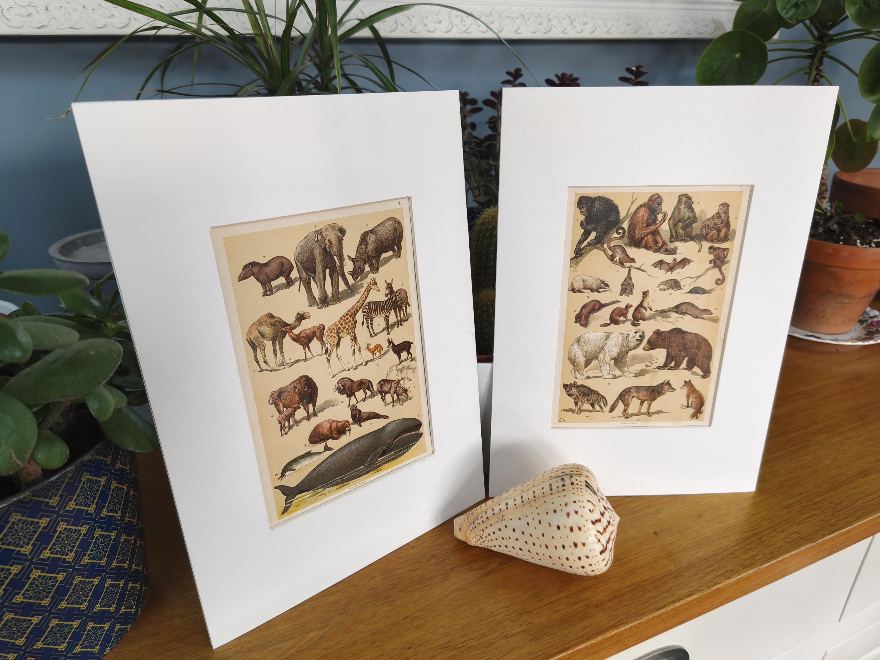 Pair of Antique 1906 Natural History Animals Mammals Book Print