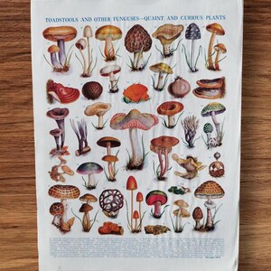 Vintage 1930s Toadstools and Other Funguses Book Print Picture , Mycology Fungus Toadstool Diagram Identification Wall Art Gift , Mushrooms