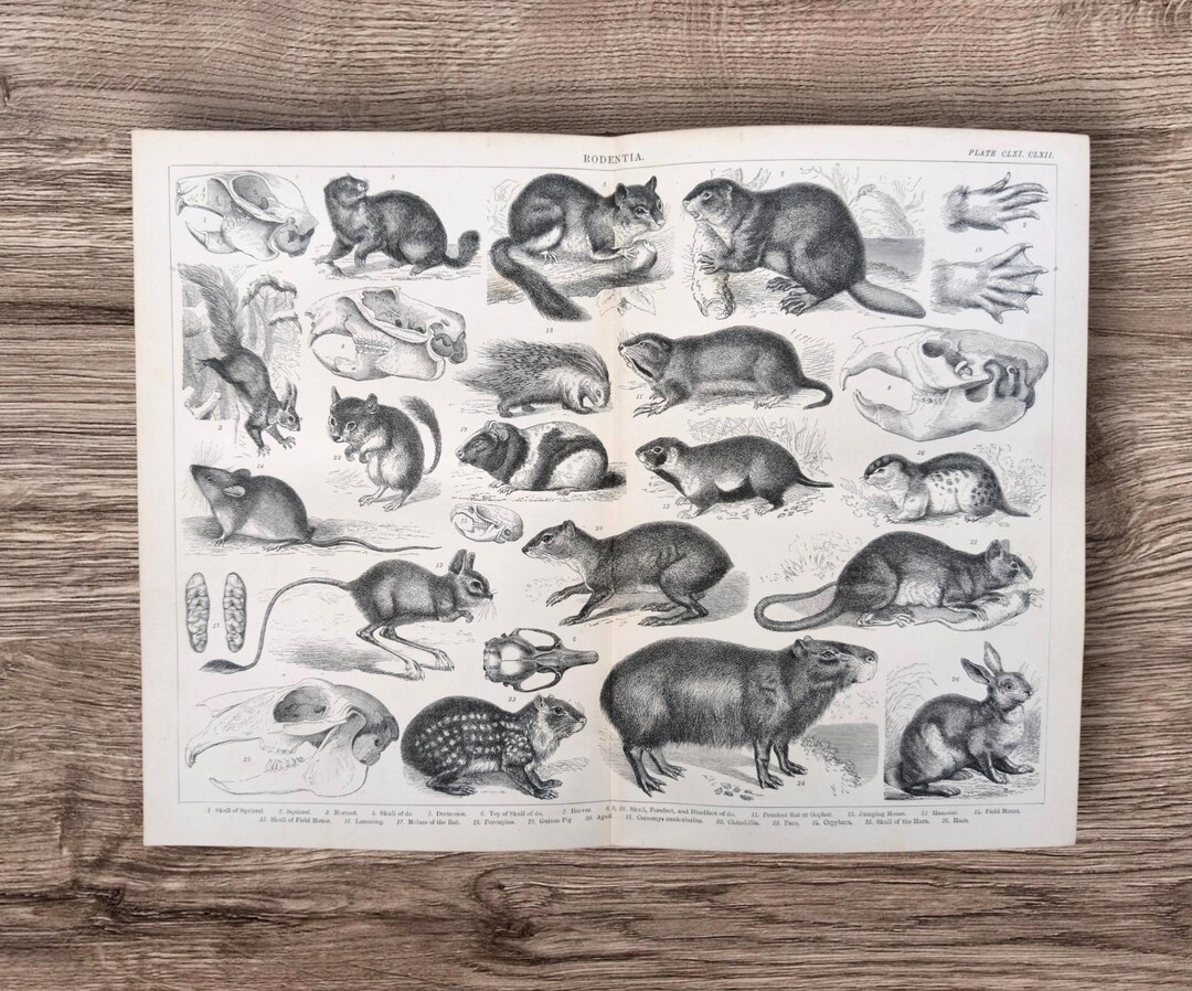 Genuine Antique 1876 Victorian Book Picture of Rodent Animals ...