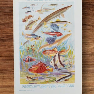 Libro d'epoca degli anni '30 con stampe litografiche di pesci di fiume e di mare, pesci tropicali, regalo da parete, pesci volanti di fuoco, cavallucci marini