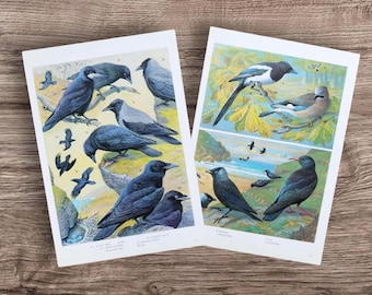 カラス科の動物のアートプリント：カラス、ワタリガラス、カササギ