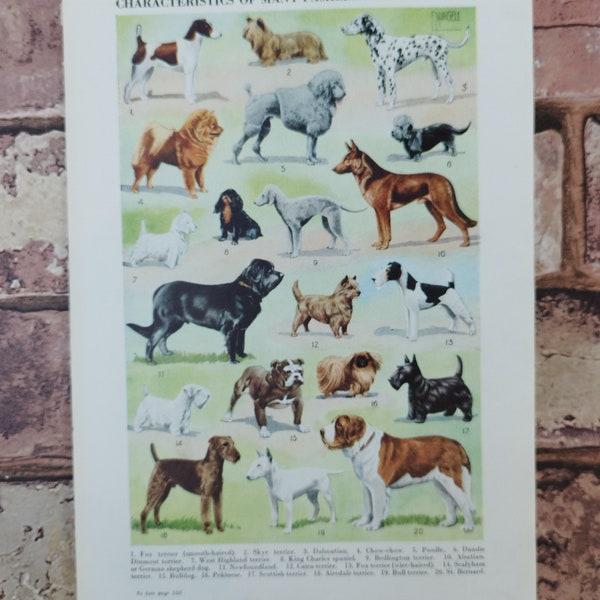 Original Vintage 1950s  Pet Dogs Book Print Picture , Farm Field Dog Lovers Wall Decor Art  , Canine Breeds , Poodles Terrier Pedigree Pooch