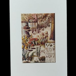 Impression lithographie antique de champignon vénéneux des bois de 1907, photo montée sur carte A4 Amanita muscaria champignons livre livre art mural mycologie