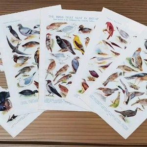 Set of 5 Genuine Vintage 1950s British Wild Nesting Birds Book Print Lithograph Pictures - Bird Lovers Watchers Wall Art - Ornithology Art