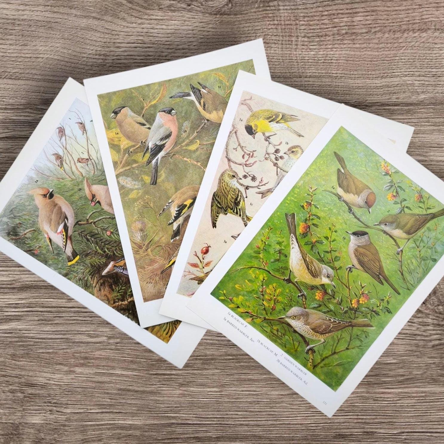 Vintage 1960s Little British Garden Birds Book Print Pictures