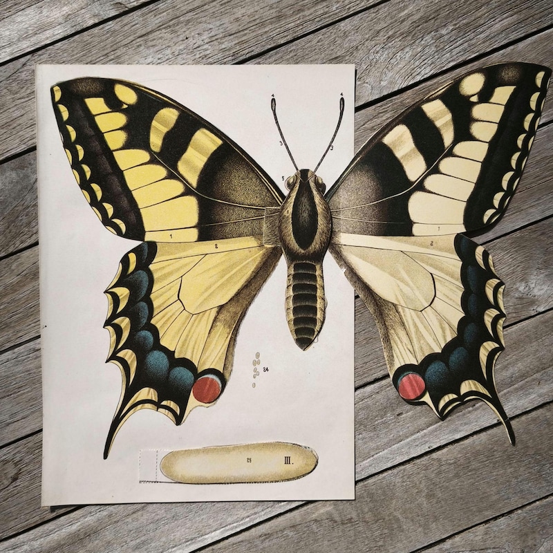 Butterflymodels Note Butterfly Models Uk - Etsy