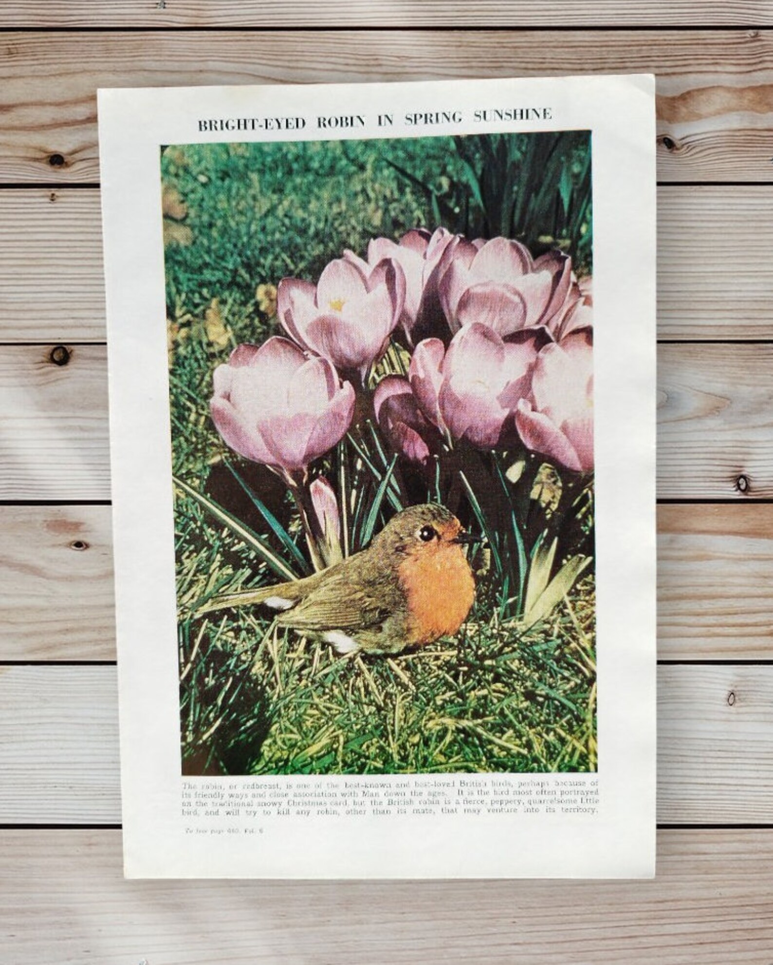 Vintage 1950s Robin Redbreast British Birds Book Print Lithograph ...