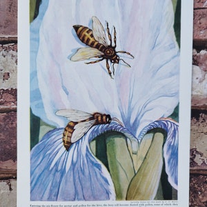 Vintage 1950s Bee Print: Worker Bees on Blue Iris Flower