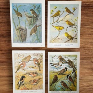 Illustrazioni vintage degli anni '60 tratte dal libro "Little British Wild Birds", raffiguranti luì piccoli, zigoli, fringuelli e altri uccelli acquatici.