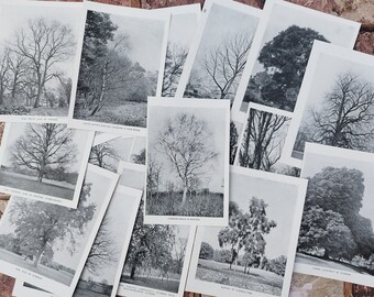 18 x Mini British Trees Vintage Book Cuttings Scrap Booking Prints Pictures , Black and White Tree Species Print Art Paper Ephemera Décor