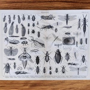 May include: A vintage entomology print with detailed black and white illustrations of insects, such as beetles, grasshoppers, and dragonflies. The print is labelled "ENTOMOLOGY" at the top. The print is on a white background.