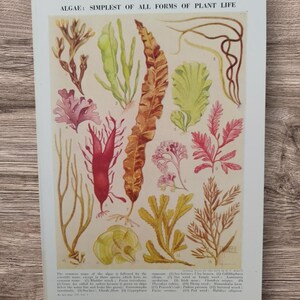 Vintage 1950s Seaweed Botanical Print: Algae Illustration